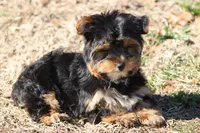 Adam, a male Yorkshire Terrier for sale in Sedalia, MO – Photo 5 of 6