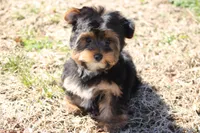 Adam, a male Yorkshire Terrier for sale in Sedalia, MO – Photo 2 of 6