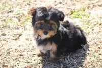Adam, a male Yorkshire Terrier for sale in Sedalia, MO – Photo 1 of 6