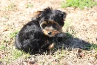 Adam, a male Yorkshire Terrier for sale in Sedalia, MO – Photo 4 of 6