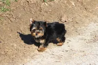 Adam, a male Yorkshire Terrier for sale in Sedalia, MO – Photo 6 of 6