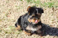 Adam, a male Yorkshire Terrier for sale in Sedalia, MO – Photo 3 of 6