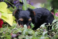 Bethany, a female Yorkshire Terrier for sale in Sedalia, MO – 4 of 6