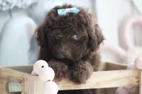 LUNA, a female Poodle - Toy  for sale in Sedalia, MO – 4 of 5