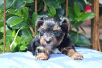 Theo, a male Yorkshire Terrier for sale in Sedalia, MO – 7 of 8