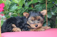 Sammy, a male Yorkshire Terrier for sale in Sedalia, MO – 3 of 3