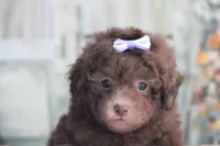 SASHA, a female Poodle - Miniature  for sale in Sedalia, MO – 3 of 4