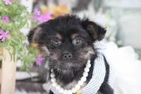 Jill, a female Yorkipoo for sale in Sedalia, MO – 3 of 4