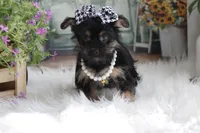 Jill, a female Yorkipoo for sale in Sedalia, MO – 4 of 4