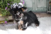 Jill, a female Yorkipoo for sale in Sedalia, MO – 2 of 4