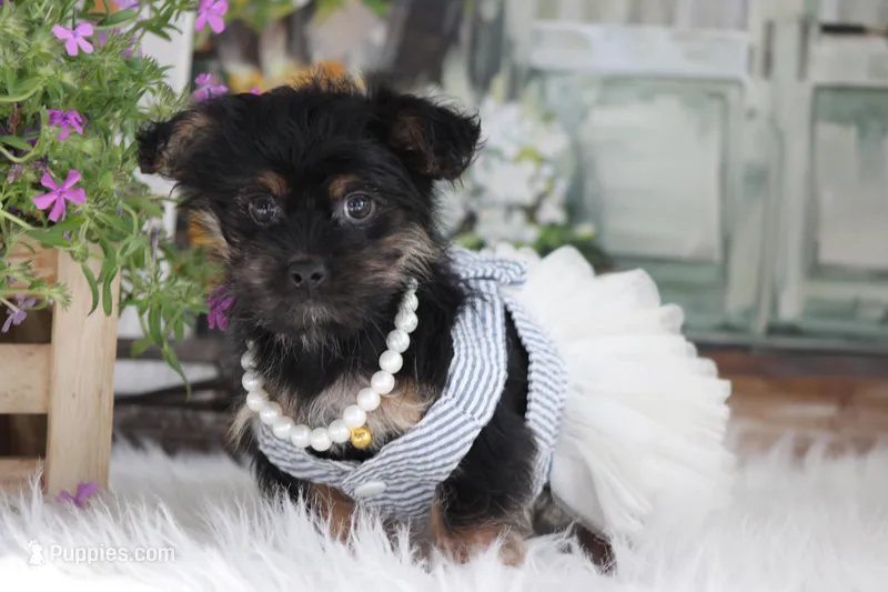 Jill, a female Yorkipoo for sale in Sedalia, MO – 1 of 4