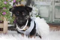 Jill, a female Yorkipoo for sale in Sedalia, MO – 1 of 4