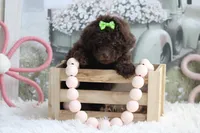 LISA, a female Poodle - Toy  for sale in Sedalia, MO – 3 of 4