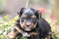 Theo, a male Yorkshire Terrier for sale in Sedalia, MO – 7 of 9