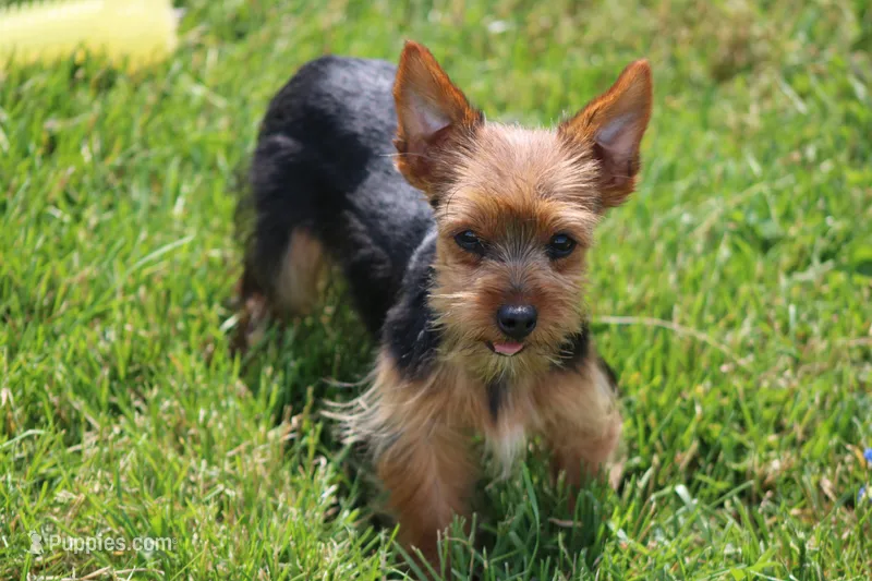 Rosie – Yorkshire Terrier puppy for sale in Sedalia, MO