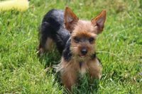 Rosie, a female Yorkshire Terrier for sale in Sedalia, MO – 1 of 7