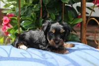 Gavin, a male Yorkshire Terrier for sale in Sedalia, MO – 3 of 8