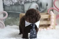 Lee, a male Poodle - Toy  for sale in Sedalia, MO – 3 of 4