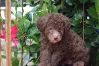 MICKEY, a male Poodle - Toy  for sale in Sedalia, MO – 2 of 4
