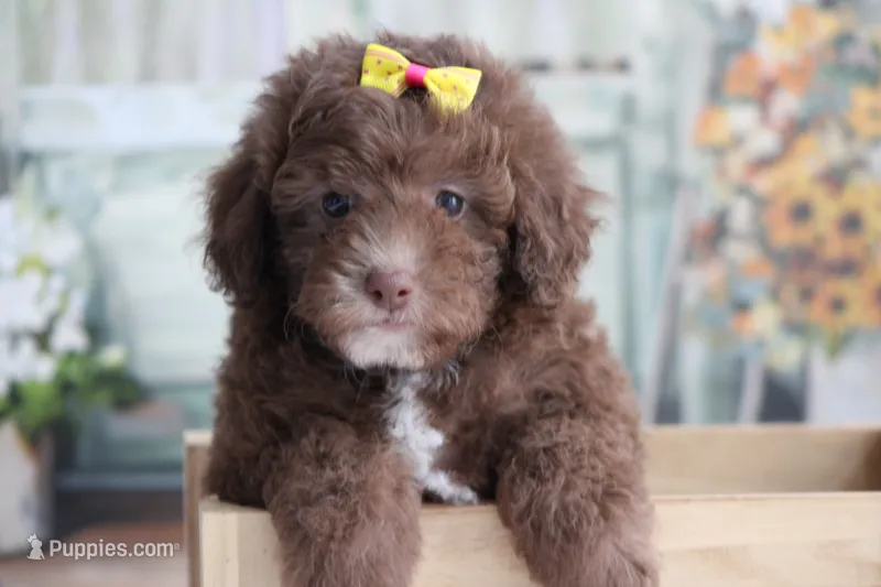 SASHA – Poodle - Miniature  puppy for sale in Sedalia, MO