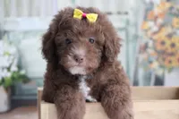 SASHA, a female Poodle - Miniature  for sale in Sedalia, MO – 1 of 4