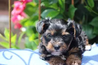Theo, a male Yorkshire Terrier for sale in Sedalia, MO – 5 of 8