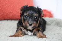 Theo, a male Yorkshire Terrier for sale in Sedalia, MO – 5 of 9