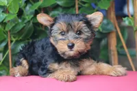 Sammy, a male Yorkshire Terrier for sale in Sedalia, MO – 2 of 3