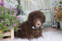 OWEN, a male Poodle - Toy  and Poodle - Miniature  for sale in Sedalia, MO – 4 of 4
