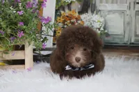 OWEN, a male Poodle - Toy  and Poodle - Miniature  for sale in Sedalia, MO – 3 of 4