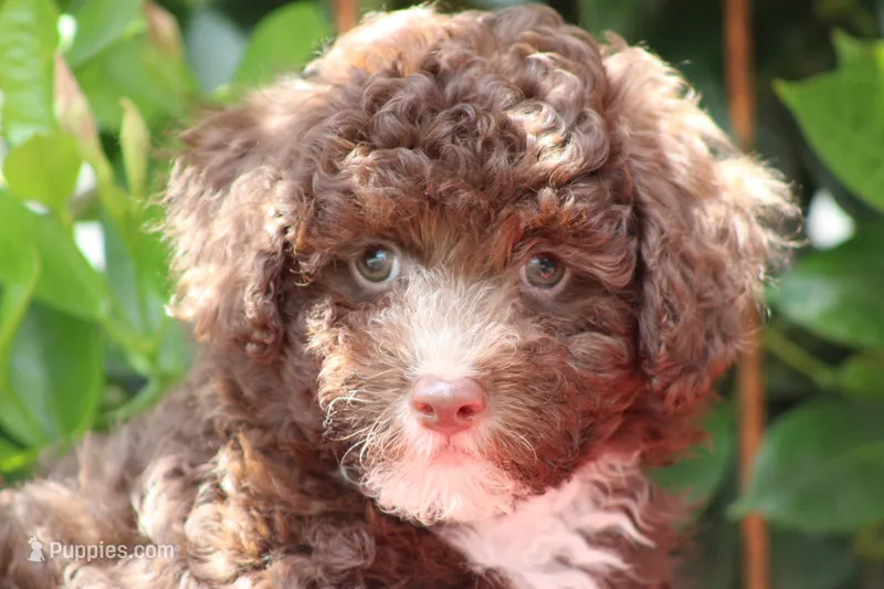 MAVERICK – Poodle - Toy  puppy for sale in Sedalia, MO