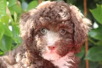 MAVERICK, a male Poodle - Toy  for sale in Sedalia, MO – 1 of 4