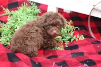 Sabrina, a female Poodle - Toy  for sale in Sedalia, MO – Photo 3 of 4