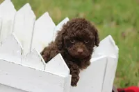 Sabrina, a female Poodle - Toy  for sale in Sedalia, MO – Photo 4 of 4