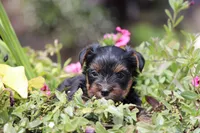 Theo, a male Yorkshire Terrier for sale in Sedalia, MO – 4 of 9