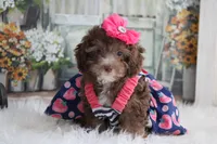 SARA-on sale, a female Poodle - Miniature  for sale in Sedalia, MO – 3 of 4
