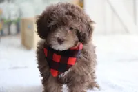 Sammy-on sale, a male Poodle - Miniature  for sale in Sedalia, MO – 5 of 5