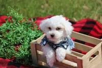Atticus, a male Maltipoo for sale in Sedalia, MO – Photo 2 of 6