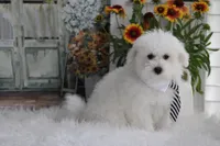 Atticus, a male Maltipoo for sale in Sedalia, MO – 3 of 10