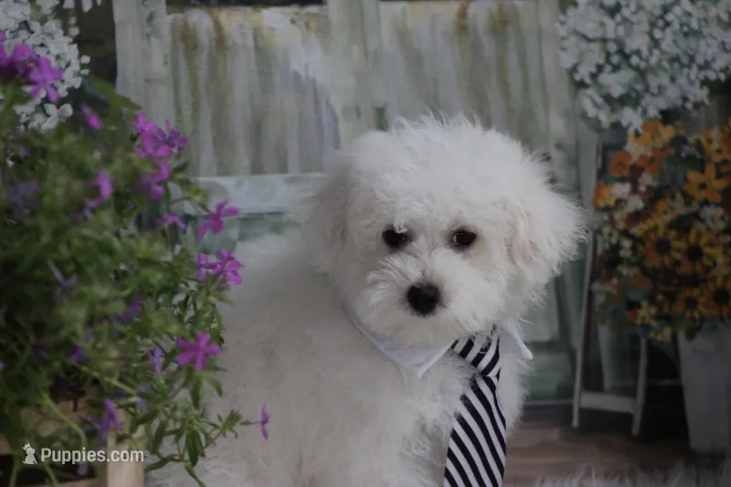 Atticus – Maltipoo puppy for sale in Sedalia, MO