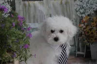 Atticus, a male Maltipoo for sale in Sedalia, MO – 1 of 10