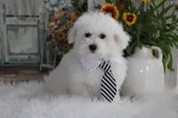 Atticus, a male Maltipoo for sale in Sedalia, MO – 2 of 10
