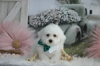 Atticus, a male Maltipoo for sale in Sedalia, MO – 6 of 10