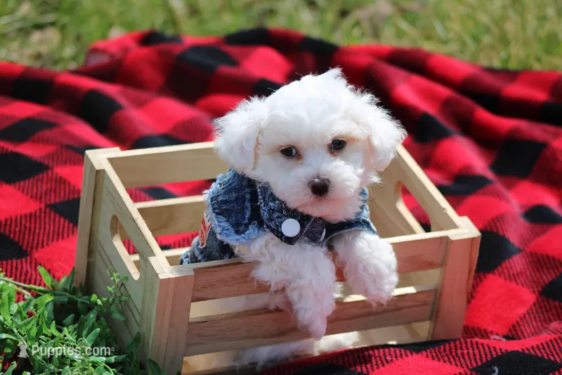 Atticus – Maltipoo puppy for sale in Sedalia, MO
