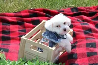 Atticus, a male Maltipoo for sale in Sedalia, MO – Photo 3 of 6