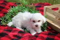 Atticus, a male Maltipoo for sale in Sedalia, MO – Photo 5 of 6