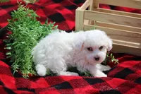 Atticus, a male Maltipoo for sale in Sedalia, MO – Photo 6 of 6
