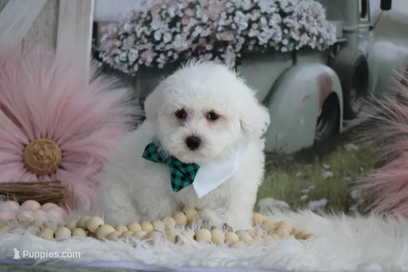 Atticus – Maltipoo puppy for sale in Sedalia, MO
