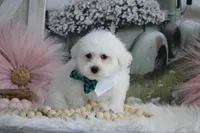 Atticus, a male Maltipoo for sale in Sedalia, MO – 4 of 10