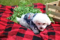 Atticus, a male Maltipoo for sale in Sedalia, MO – Photo 4 of 6